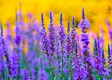 《给他爱5》增强版与原版对比视频 光影效果提升