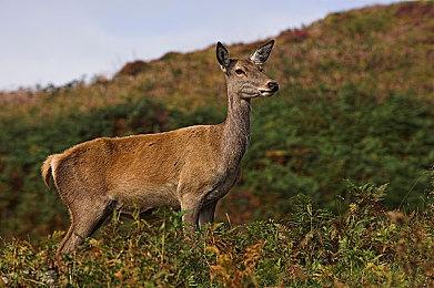 RPG《Robot's Fate: Alice》Steam页面公布 支持简中